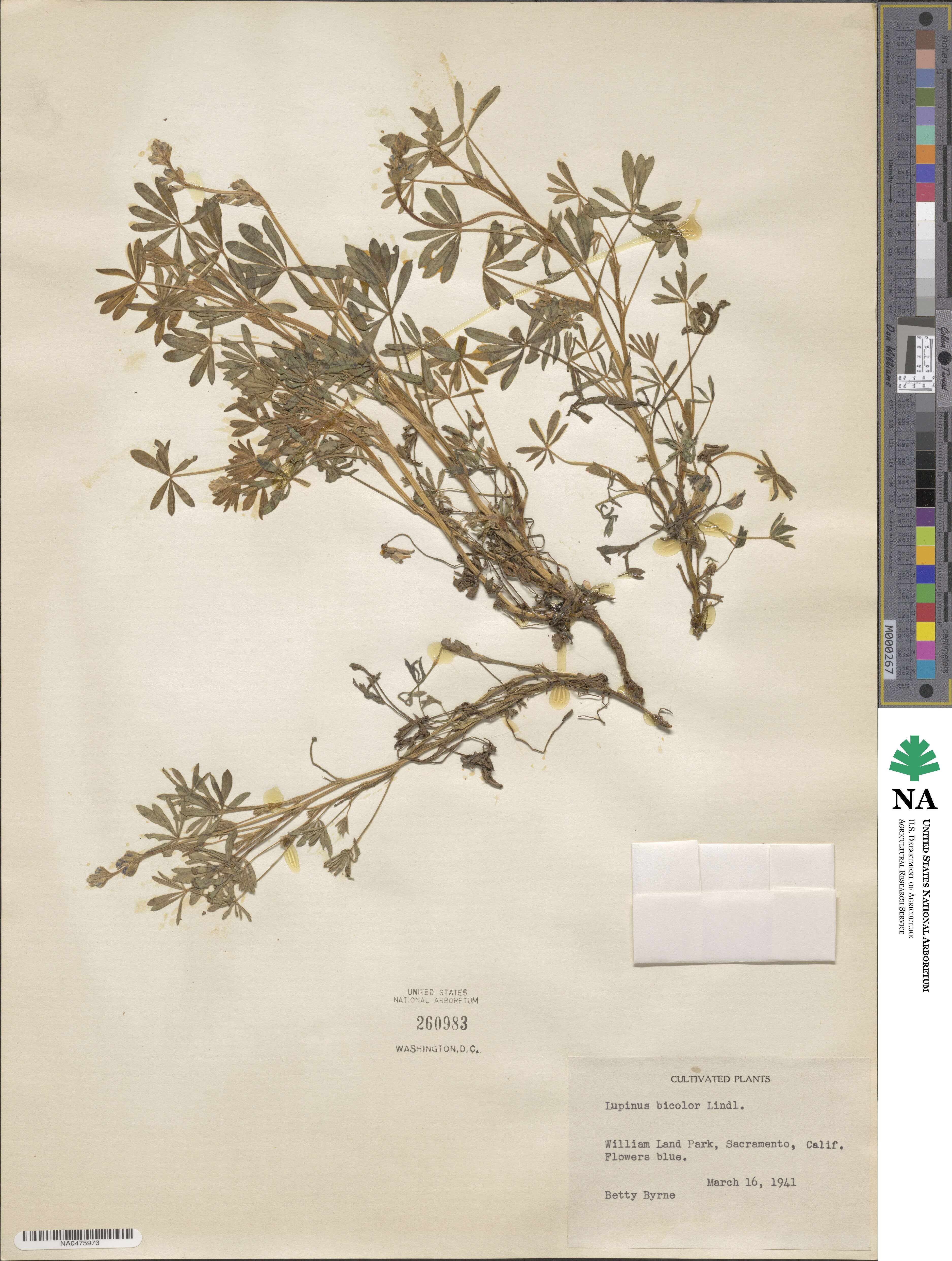 Lupinus bicolor image