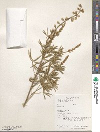 Lupinus caudatus image