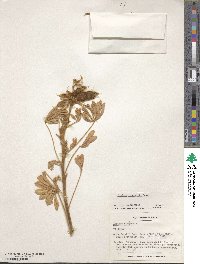 Image of Lupinus cosentinii