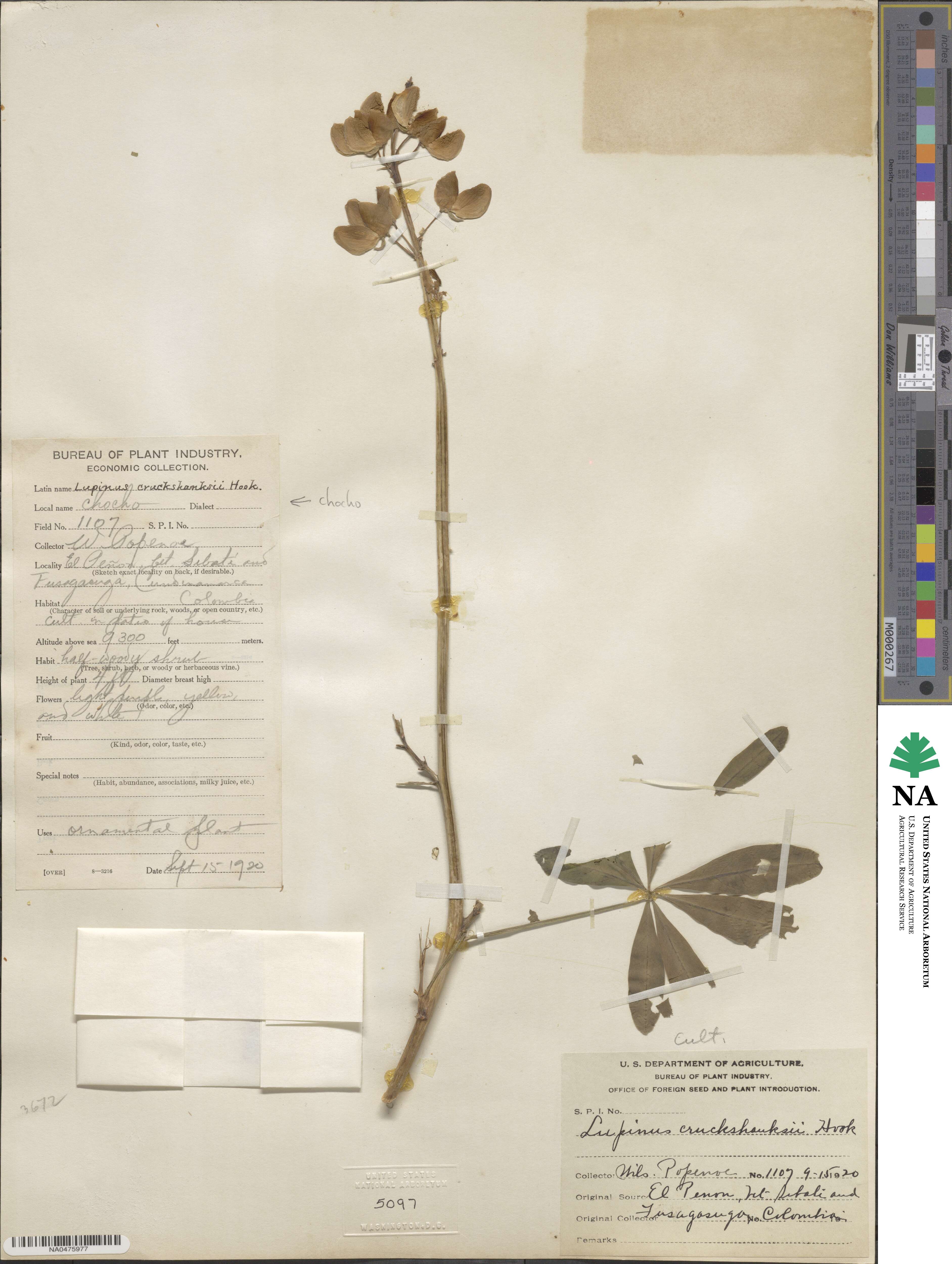 Lupinus cruckshanksii image