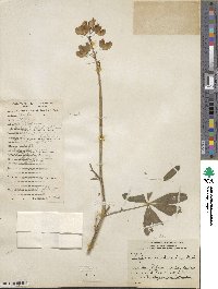 Lupinus cruckshanksii image