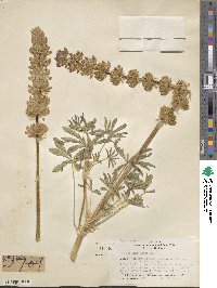 Lupinus densiflorus image