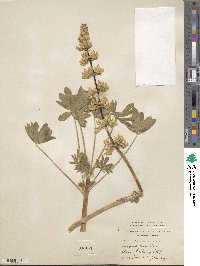 Lupinus densiflorus image