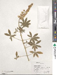 Lupinus elegans image