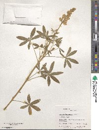 Lupinus ehrenbergii image