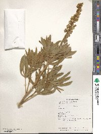 Lupinus leucophyllus image