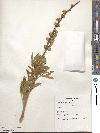 Lupinus leucophyllus image