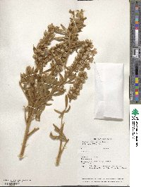 Lupinus leucophyllus image