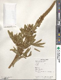 Lupinus leucophyllus image