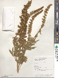 Lupinus leucophyllus image