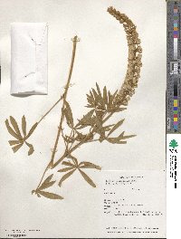 Lupinus leucophyllus image