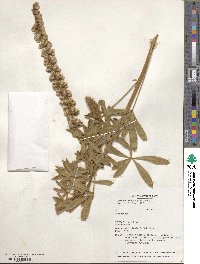 Lupinus leucophyllus image