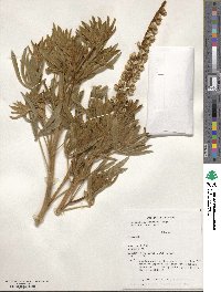 Lupinus leucophyllus image