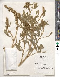 Lupinus leucophyllus image