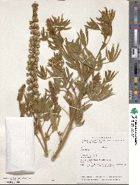 Lupinus leucophyllus image