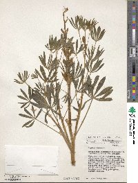 Lupinus luteus image