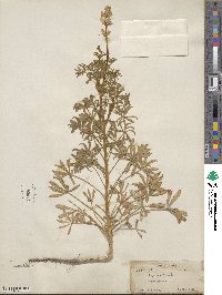 Lupinus luteus image