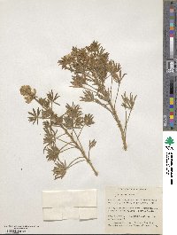 Lupinus luteus image