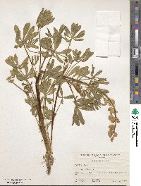 Lupinus luteus image