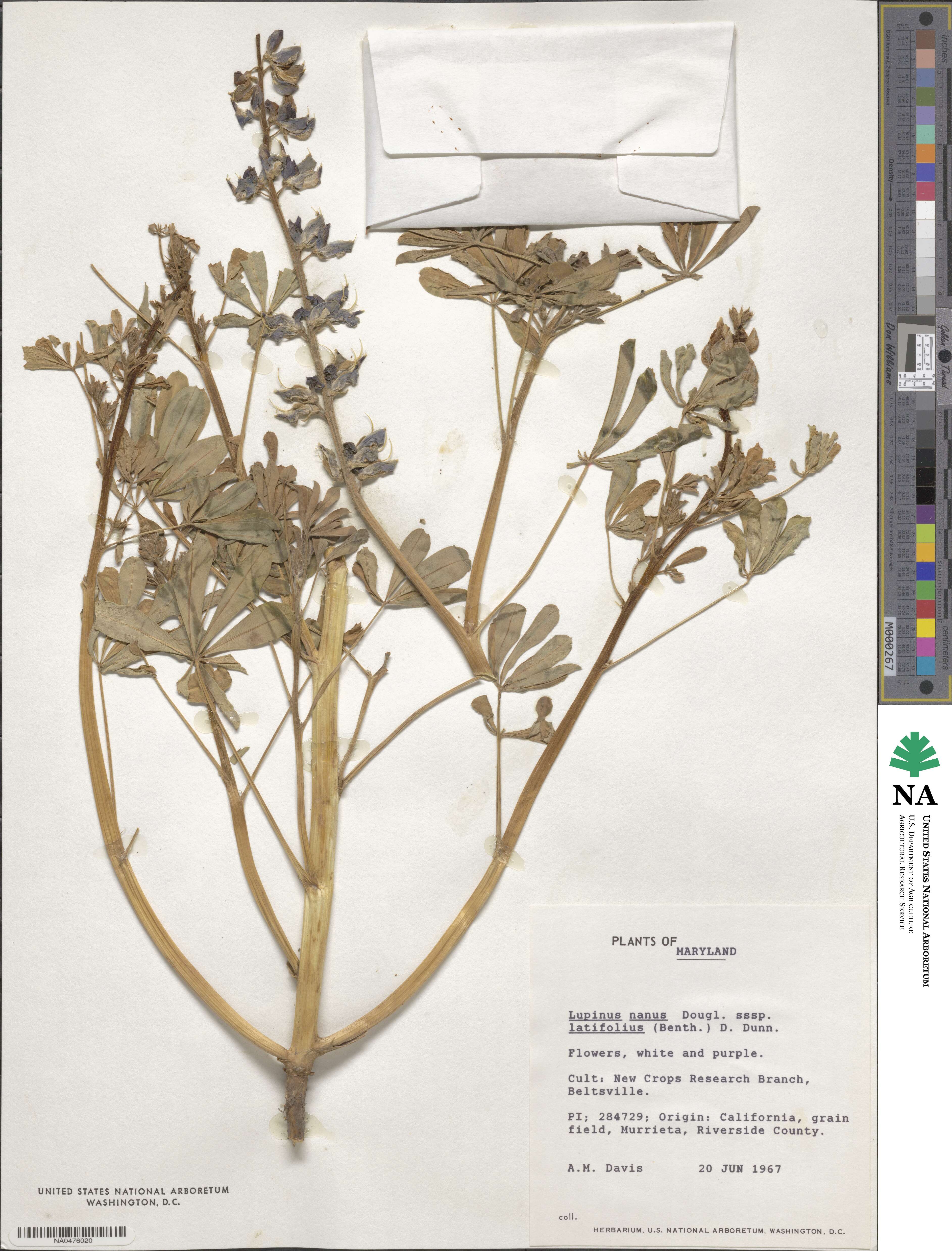 Lupinus nanus subsp. latifolius image