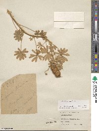 Lupinus pilosus image