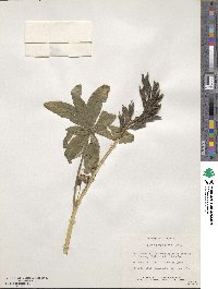 Lupinus polyphyllus image