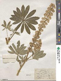 Lupinus polyphyllus image