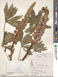 Lupinus polyphyllus image