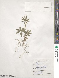 Lupinus polyphyllus image