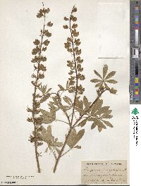 Lupinus polyphyllus image