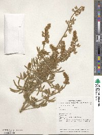 Lupinus sericeus image