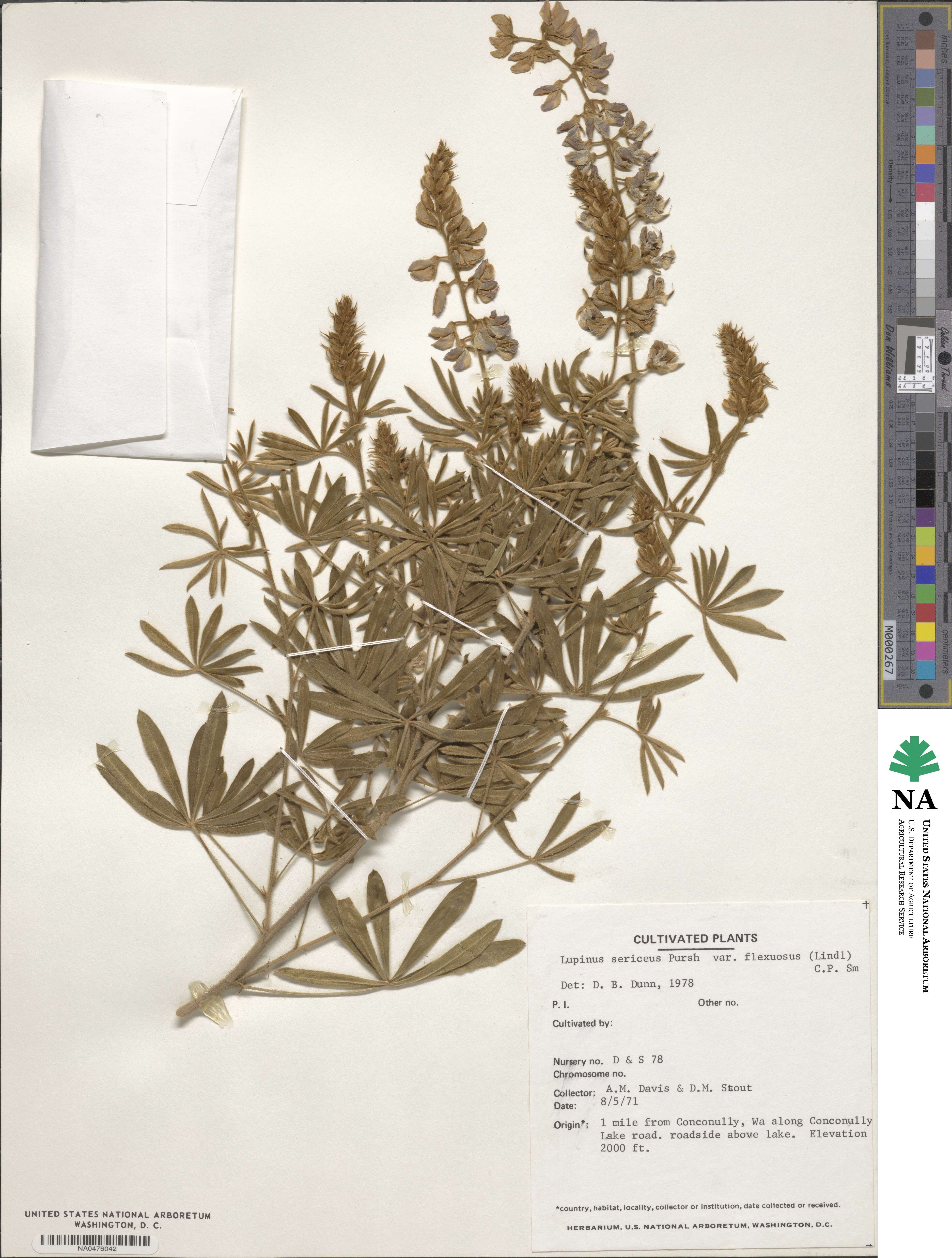 Lupinus sericeus var. flexuosus image