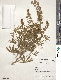 Lupinus sericeus image