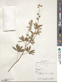 Lupinus sericeus image