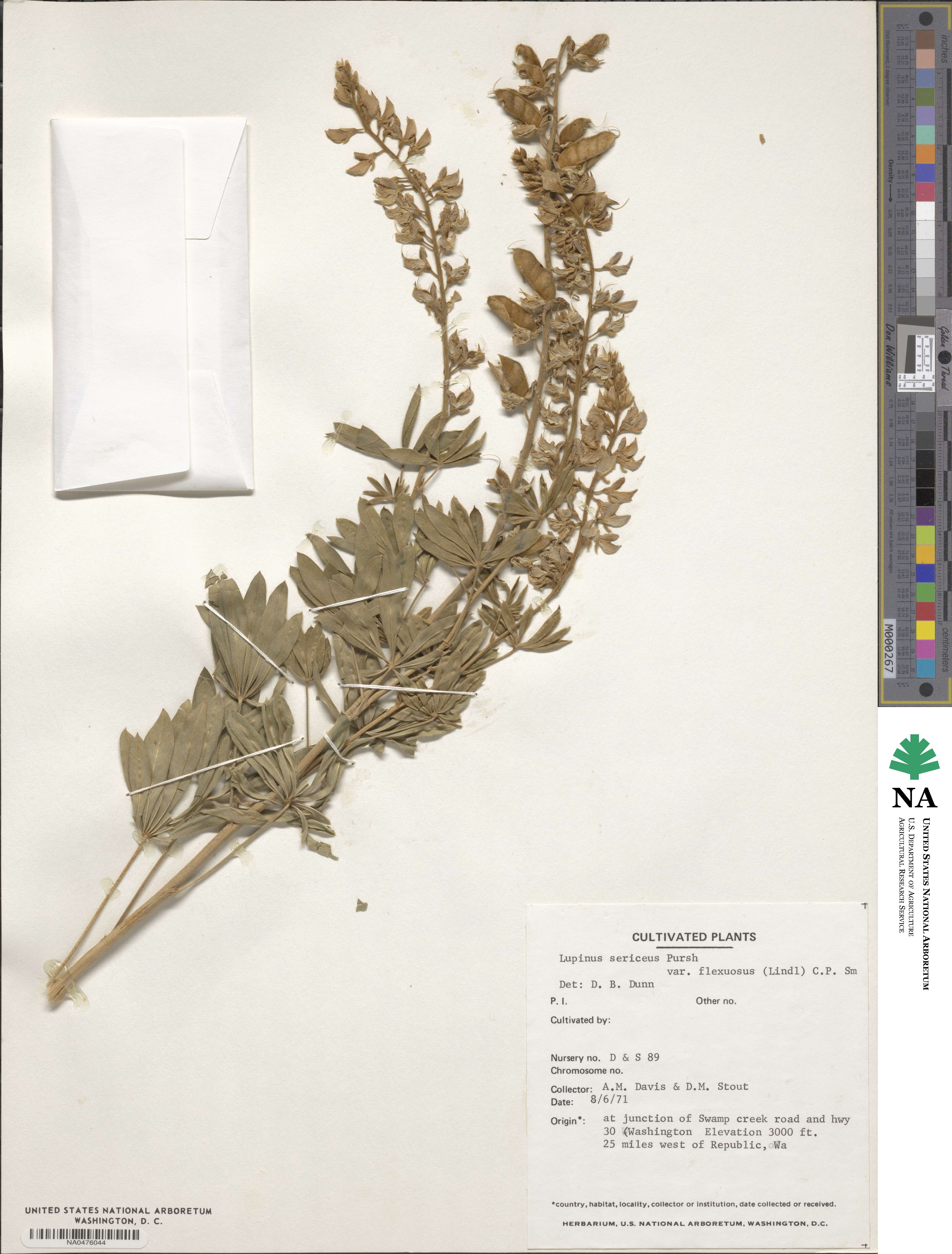 Lupinus sericeus image
