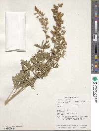 Lupinus sericeus image