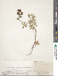 Lupinus subcarnosus image