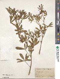 Lupinus albus subsp. albus image