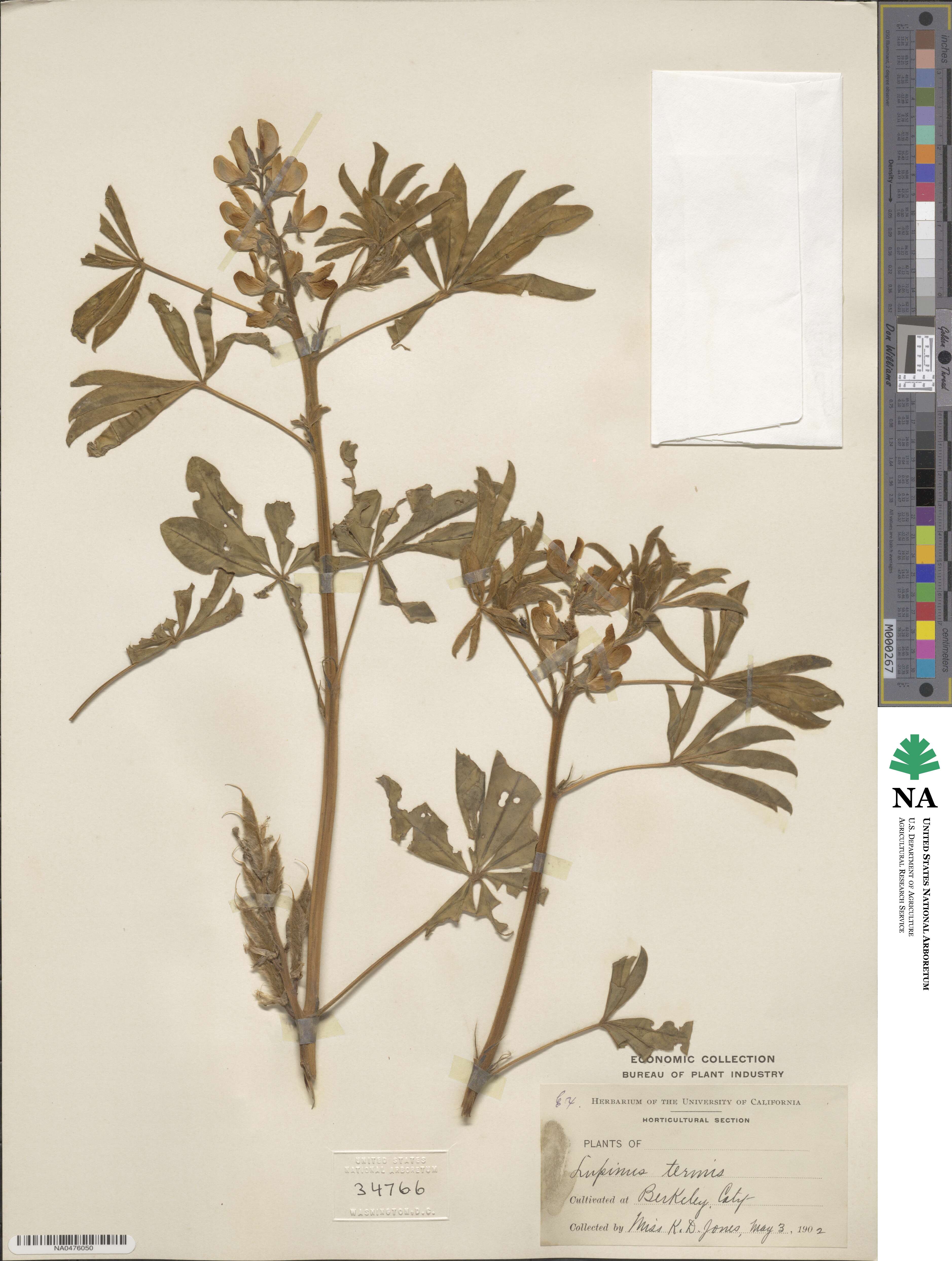 Lupinus albus subsp. albus image