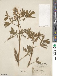 Lupinus albus subsp. albus image