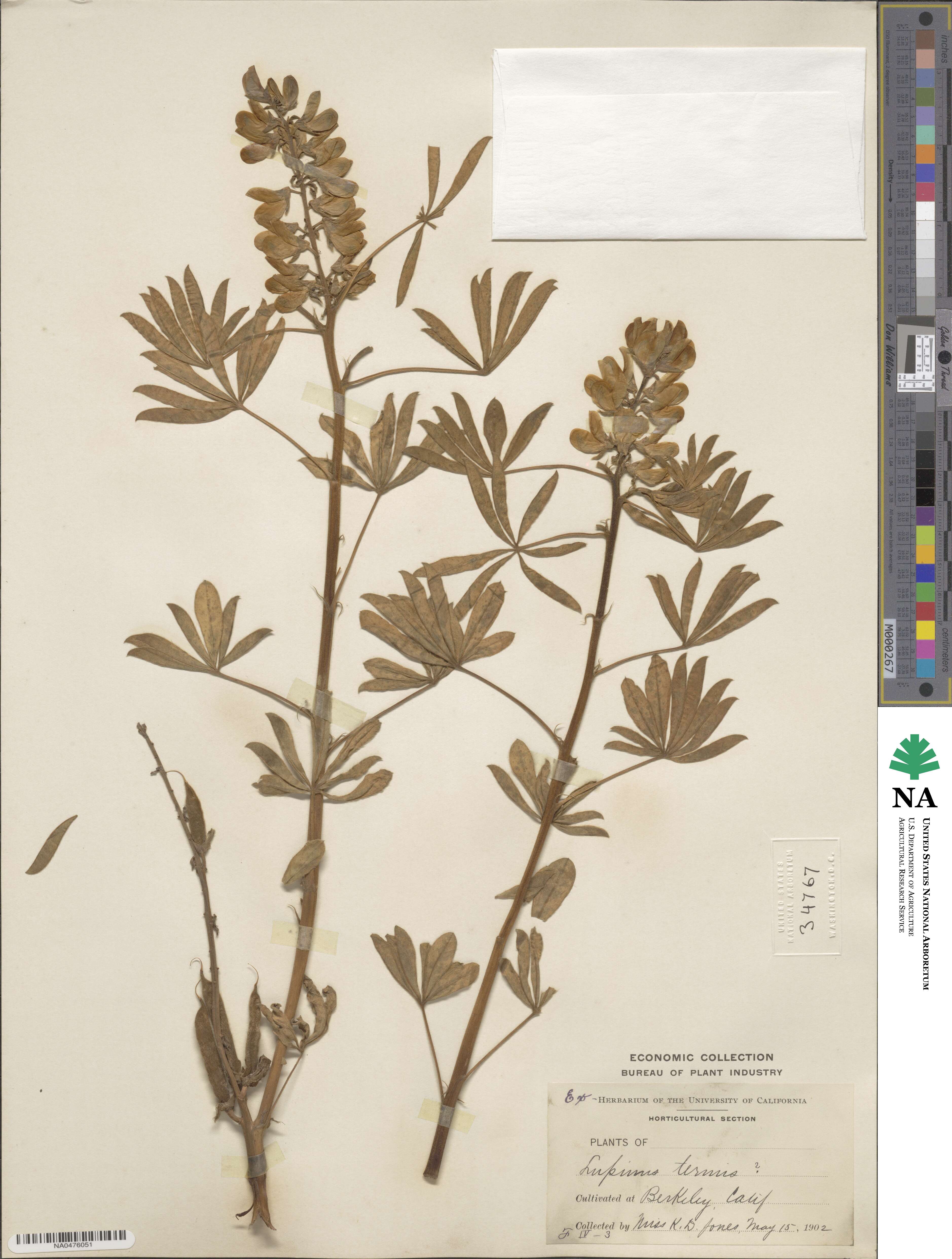 Lupinus albus subsp. albus image