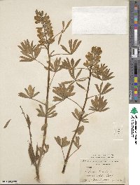 Lupinus albus image