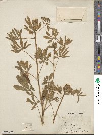 Lupinus albus image