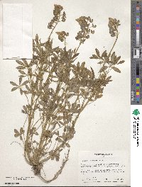 Lupinus texensis image