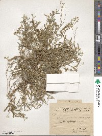 Image of Argyrolobium arabicum