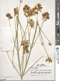 Spartium junceum image