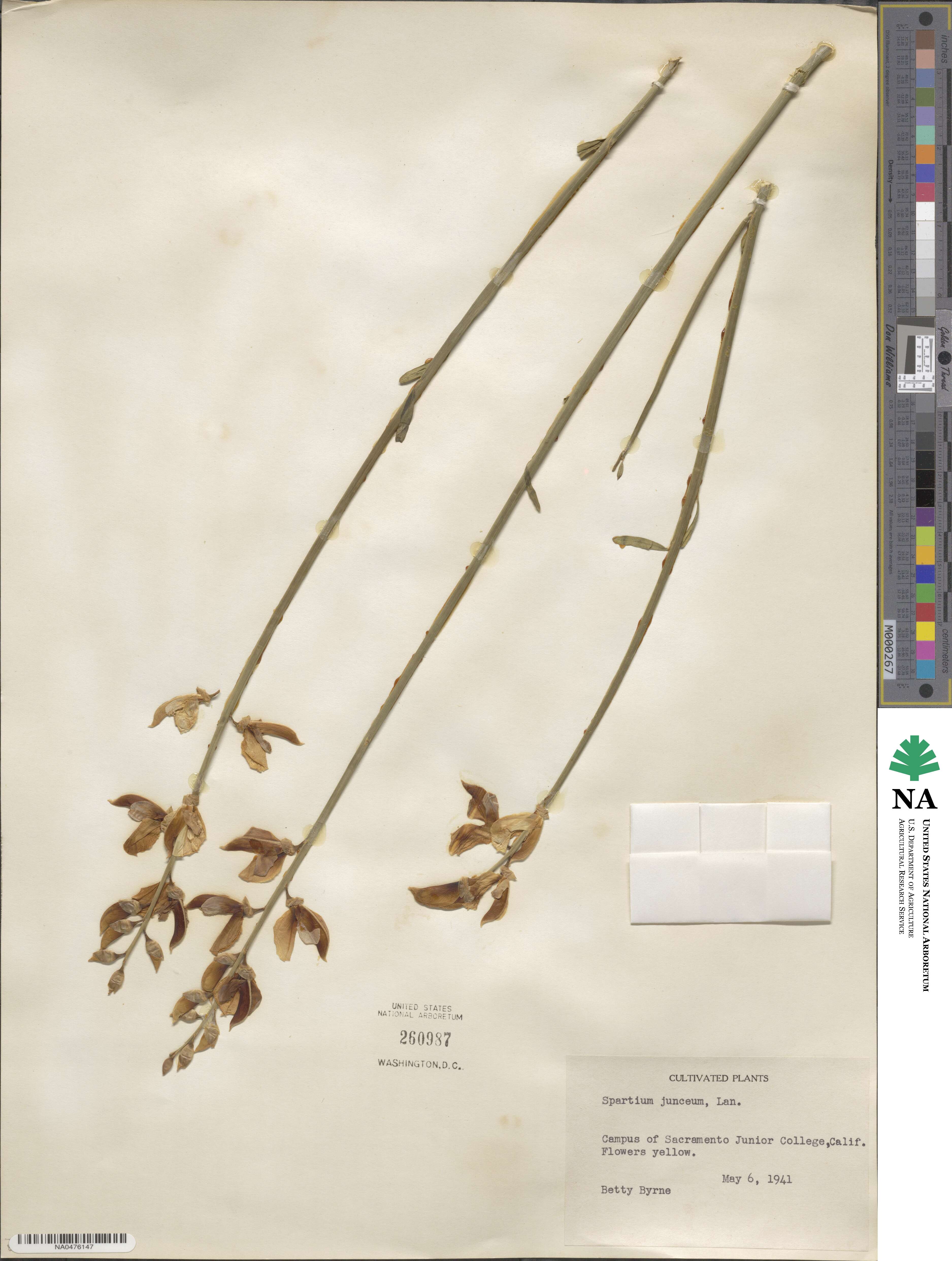 Spartium image