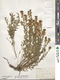 Genista tinctoria image