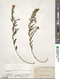 Genista tinctoria image