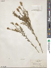 Genista tinctoria image